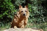 NORWICH TERRIER 029